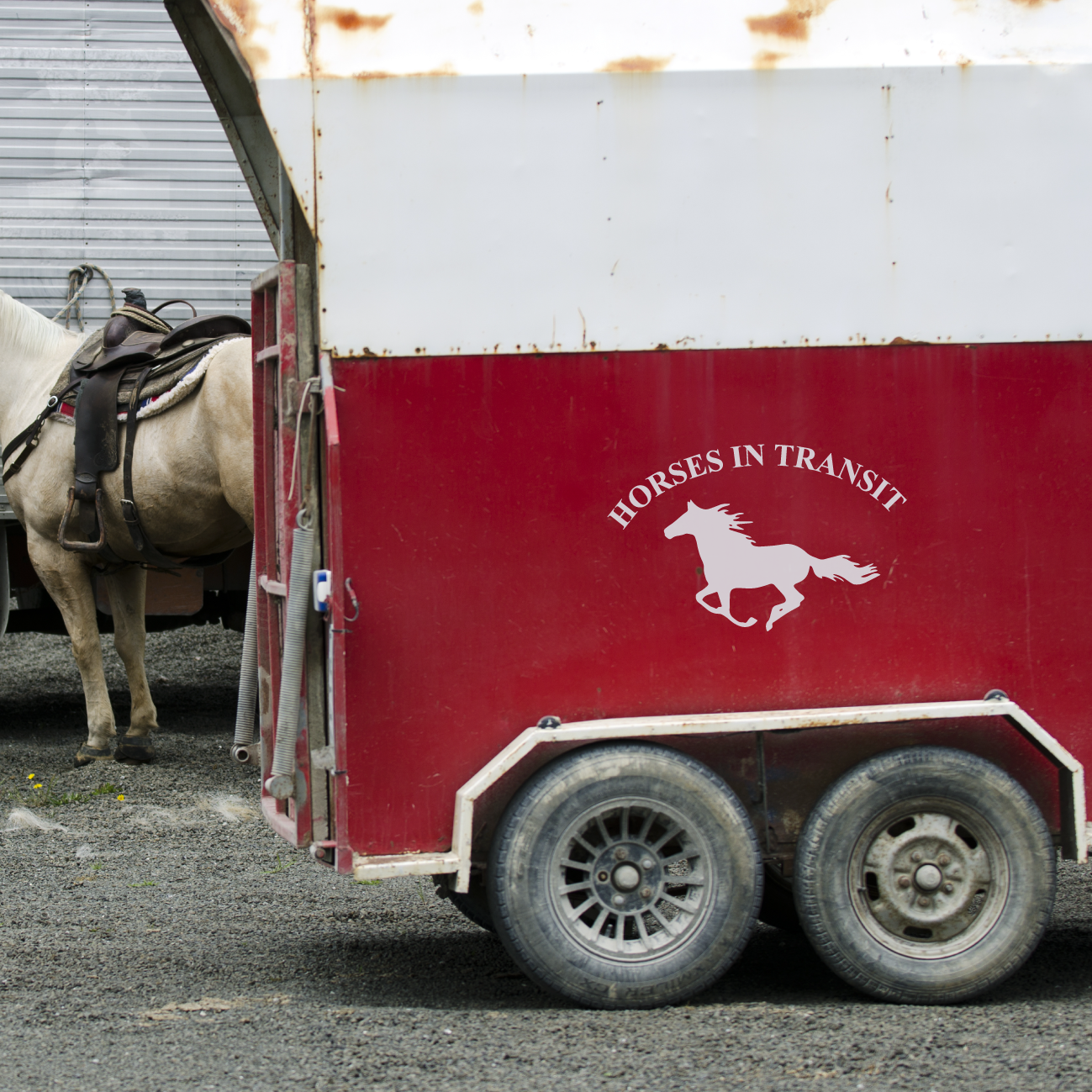 Horses in Transit - Equestrian Horsebox Trailer Vinyl Decal Sticker ...